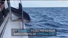 Tubarao salta e fica preso em barco nos EUA
