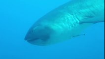 Rares images d'un requin grande-gueule en Indonésie