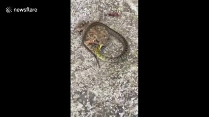 Toad eats live snake