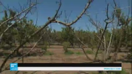 الجفاف يضرب أشجار إيطاليا