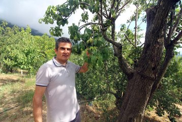 Asırlık Armut Ağacında Dört Farklı Lezzet