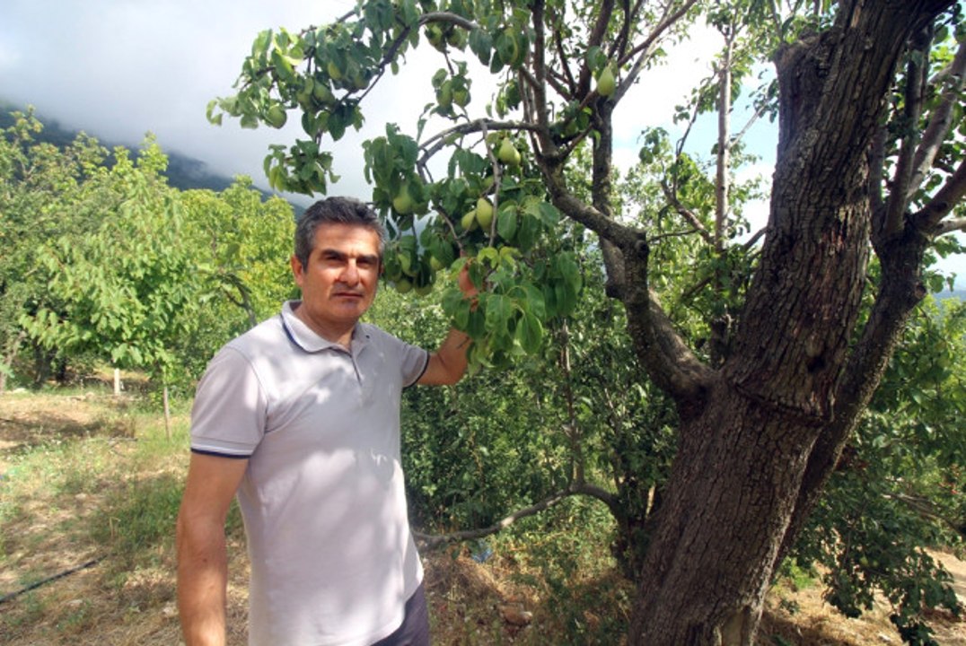 Asırlık Armut Ağacında Dört Farklı Lezzet
