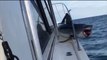 Un énorme requin en colère saute sur un bateau de pêche