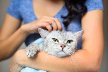 Parlez vous chat ? Décodez leur langage !