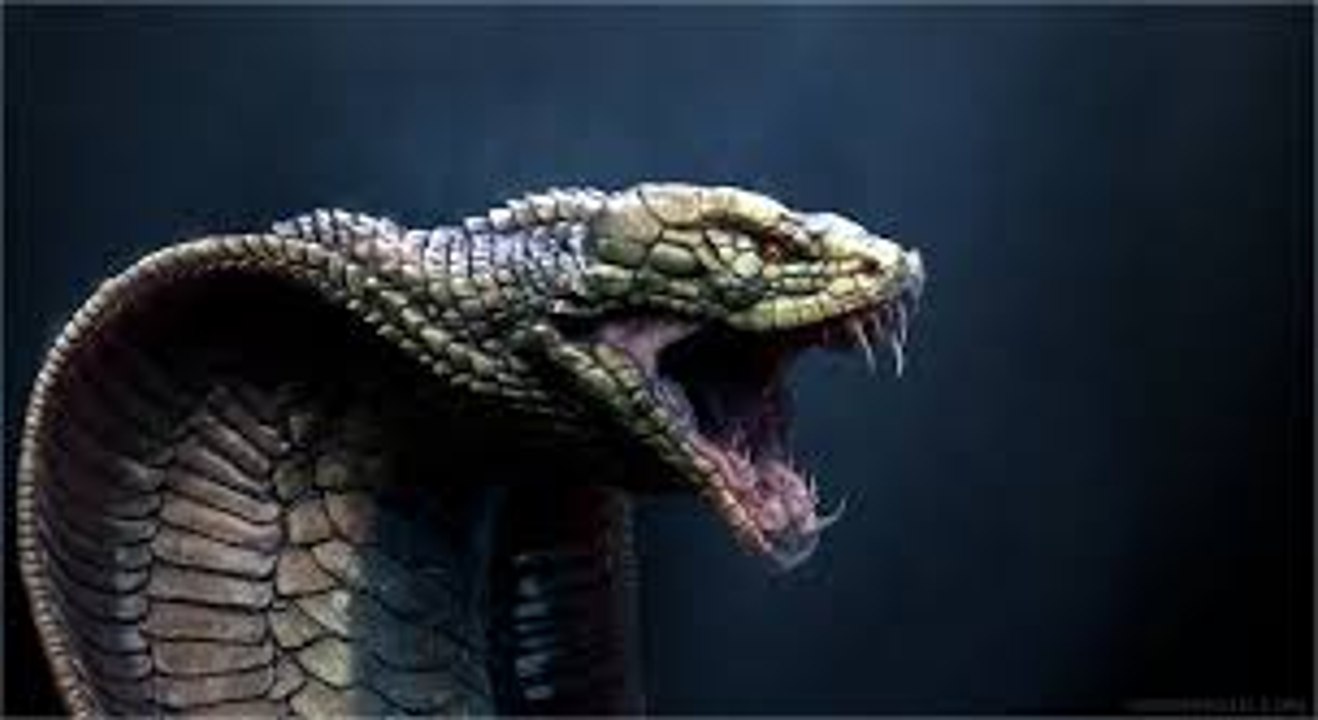 كوبرا بانجكوك القاتله cobra bangkok