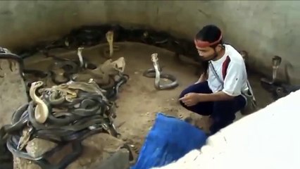 خطير ! رجل بين مئات الافاعي