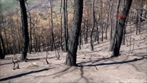 İzmir CHP'li Vekiller Yanan Ormanlık Alanları İnceledi