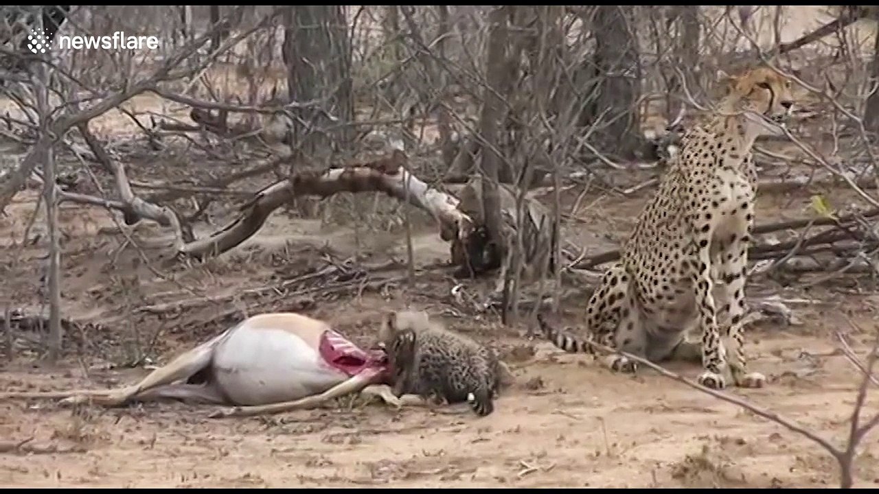 Vultures drive cheetahs off their kill