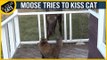 Courageous cat Introduces Herself to the Local Moose