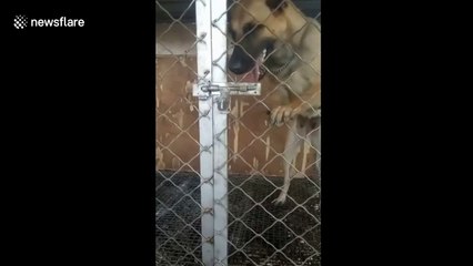 Clever dog works latch to escape kennel