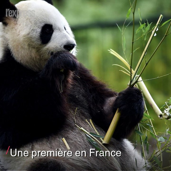 Zoo de Beauval: l'intrigante échographie d'un b...