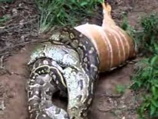 افعى تلتهم غزال امام الكاميرا ! snake eating deer