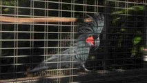 Más de 1.000 loros en peligro de extinción nacen cada año en Loro Parque