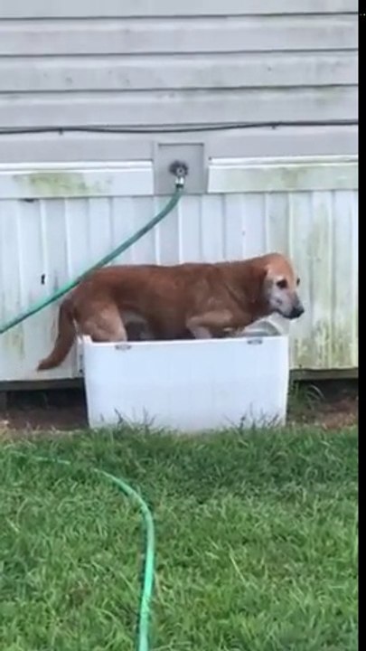 Ce chien se rafraichit dans une glacière ! Bain de glaçons