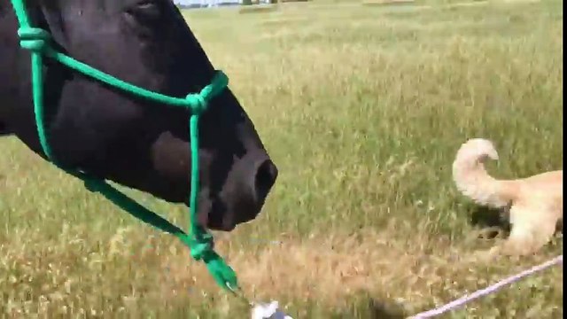 Ce cheval se fait promener... par un CHIEN !!
