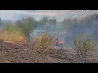 Ora News - Zjarr në një masiv ullishtesh në Belsh