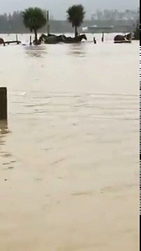 Des chevaux sauvés de la noyade lors d'une inondation par une femme en Nouvelle Zélande
