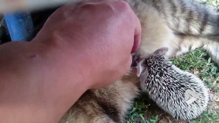 Ce bébé hérisson nourrit par une mère Chatte !