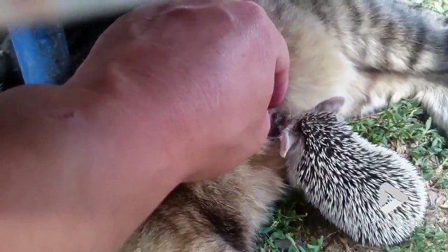 Ce bébé hérisson nourrit par une mère Chatte !