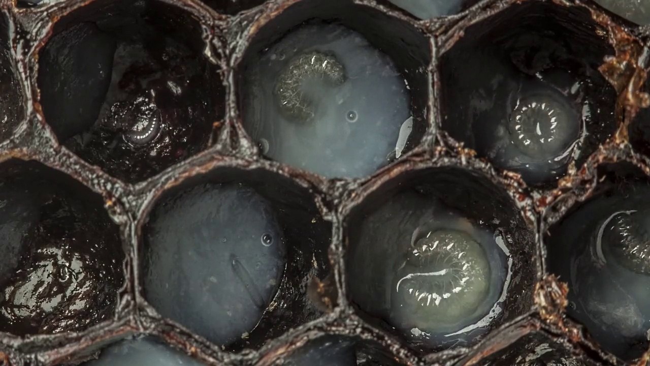 Naissance d'une abeille filmée en accéléré !!