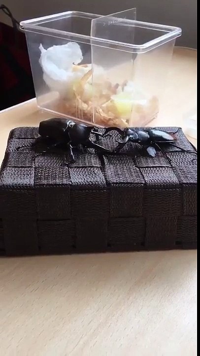 Un scarabée qui gagne son combat avec un autre de manière très drôle !