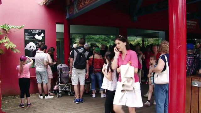 Deux bébés pandas au lieu d'un seul attendus au zoo de Beauval