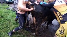 La vache hurle quand un cycliste enfonce ses deux bras en elle