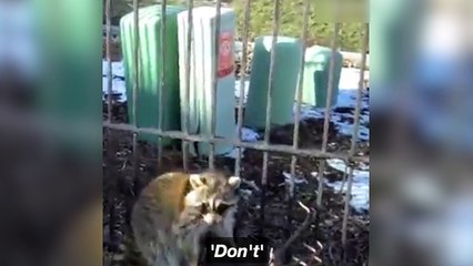 Un homme libère un raton laveur !