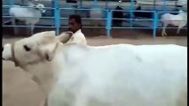 Heaviest Bull from Jinnah Cattle Farm for Eid ul Adha 2017