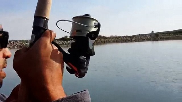 Muhteşem Aynalı Sazan Avı - Balığı Çekerken Zorlandı