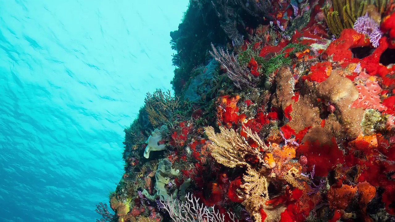 Scuba Dive the Guadeloupe Islands with Caradonna Adventures