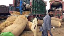 Unloading video from Sohrab Goth Cow Mandi 2017