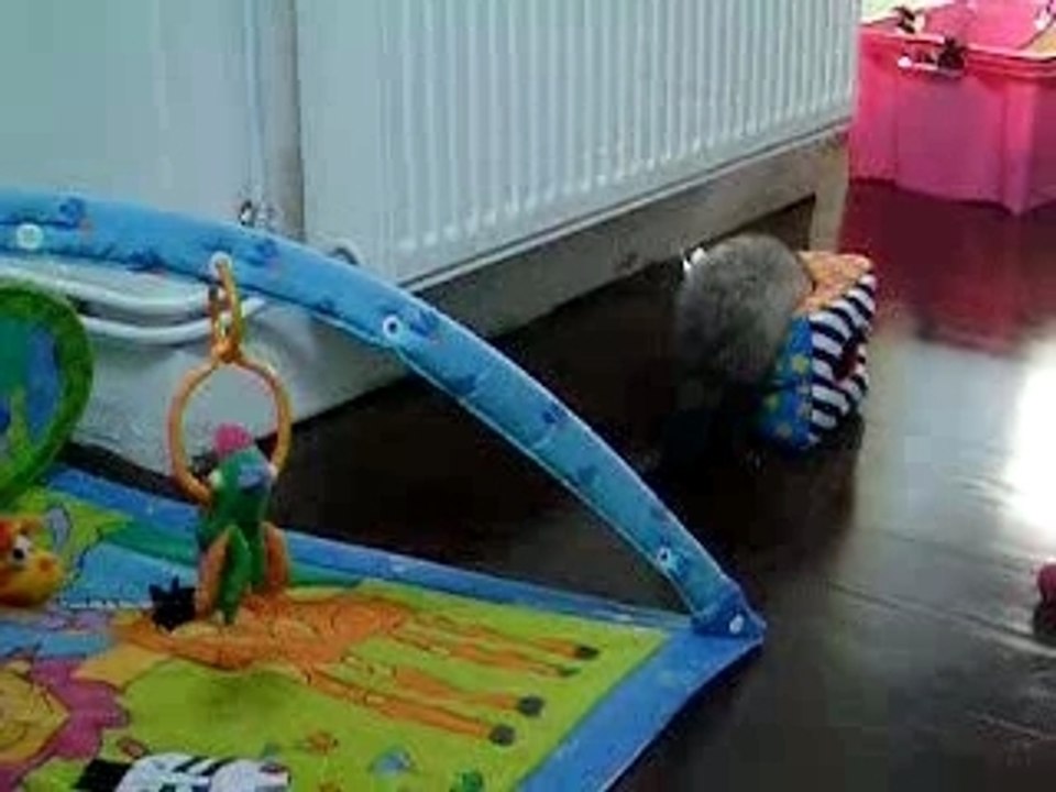 Nouveau joujou pour Mumiah, le tapis d'éveil