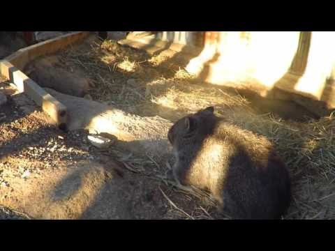 Wombat is Super Efficient at Getting His Morning Exercise Done