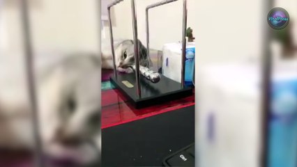 Bored Cat Playing With Newton's Cradle