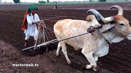 Öküzle Tarla sürme