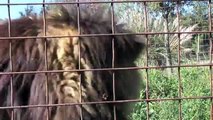 Funny Crazy BIG CAT SOUNDS!