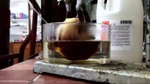 Cheeseburger in Hydrochloric Acid (reaction only)