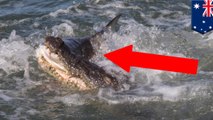 Buaya makan hiu; kamera merekam saat buaya menerjang hiu - TomoNews