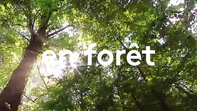 Quatre conseils pour se protéger contre les tiques, vecteur de la maladie de Lyme