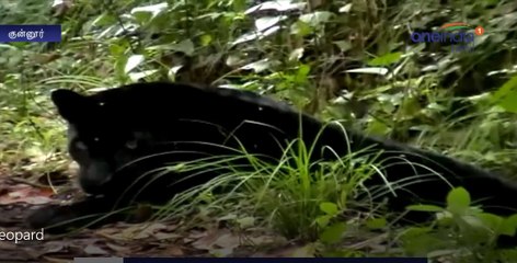 Black panther Enters into the village-Oneindia Tamil