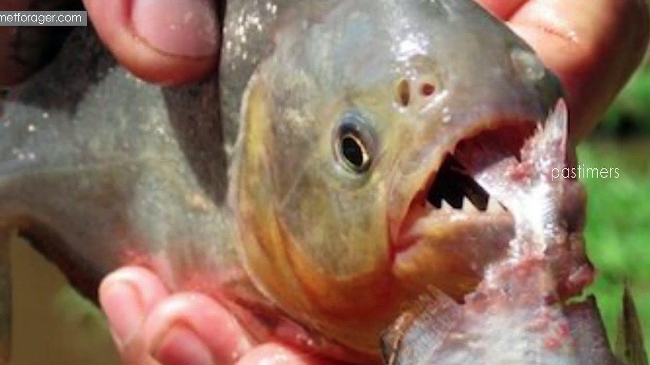 Top 10 Deadliest Animals You Wouldn’t Want to Meet