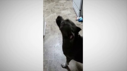 Dog Has First Taste of Sour Candy, Immediately Regrets It