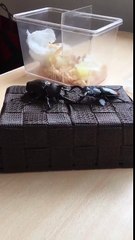 Bagarre de scarabées