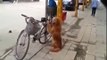 Golden Retriever Dog Guards and Rides Bicycle