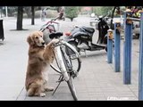 Dog Guards Owner Bike (1)