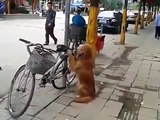 Dog rides on bike after protecting it for its owner