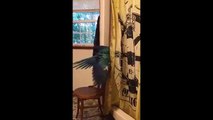 Owner takes shower, parrot plays with shower curtains