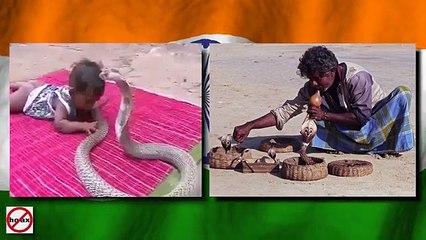 Baby Gets Repeatedly Bitten By King Cobra Graphic