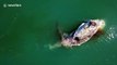 Huge sharks feast on whale carcass